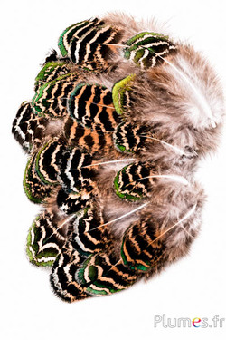 Pauw blauw - 4-10 cm - bruin natuurlijk